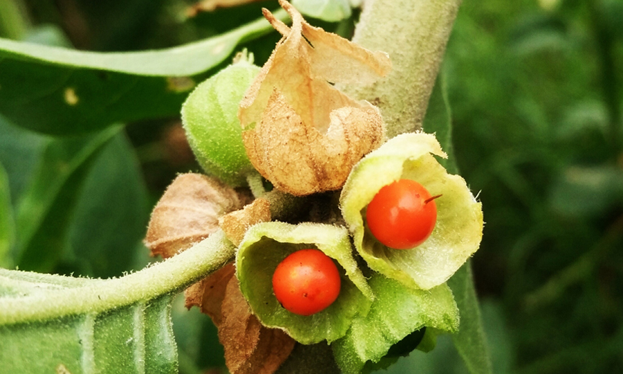 Standardized Ashwagandha Powder and Root Raw Materials by Phyto Life Sciences